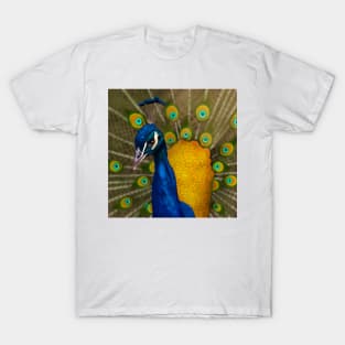 Peacock T-Shirt